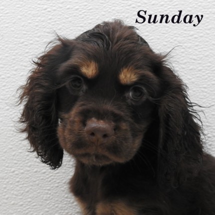 puppy, for, sale, Cocker Spaniel, Joe & Cherri  Overlease, dog, breeder, Miller, MO, dog-breeder, puppy-for-sale, forsale, nearby, find, puppyfind, locator, puppylocator, aca